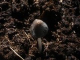Coprinopsis cinerea image