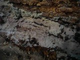 Hyphoderma setigerum image