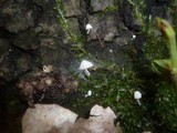Mycena corynephora image
