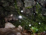 Mycena corynephora image