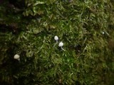 Mycena corynephora image