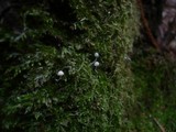 Mycena corynephora image