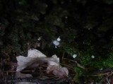 Mycena corynephora image