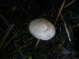 Panaeolus subbalteatus image