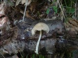 Pluteus plautus image