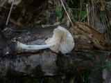Pluteus plautus image