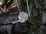 Pluteus plautus image