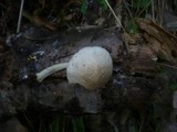 Pluteus plautus image