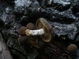 Simocybe sumptuosa image