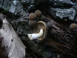 Simocybe sumptuosa image