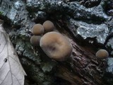Simocybe sumptuosa image