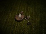 Simocybe sumptuosa image