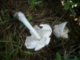 Leucoagaricus barssii image