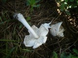 Leucoagaricus barssii image