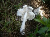 Leucoagaricus barssii image