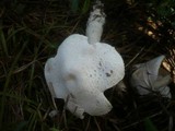 Leucoagaricus barssii image
