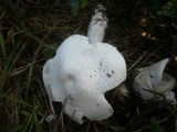 Leucoagaricus barssii image
