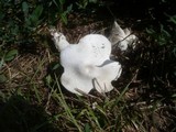 Leucoagaricus barssii image