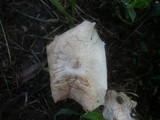 Leucoagaricus barssii image