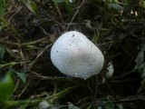 Leucoagaricus barssii image