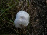 Leucoagaricus barssii image