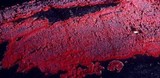 Hymenochaete mougeotii image