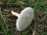 Stropharia coronilla image