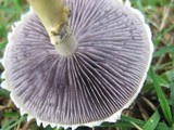 Stropharia coronilla image