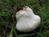 Lycoperdon marginatum image
