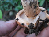 Tricholoma fracticum image
