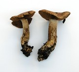 Cortinarius laniger image