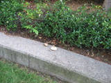 Tricholoma fracticum image