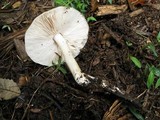 Pluteus petasatus image