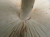 Pluteus petasatus image