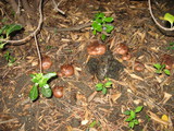 Tricholoma fracticum image