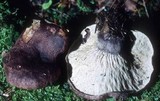 Hypomyces lateritius image