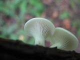 Pleurotus pulmonarius image