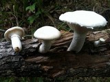 Pleurotus dryinus image