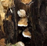 Plicaturopsis crispa image