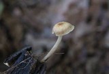Gymnopus dichrous image