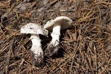 Amanita muscaria var. alba image