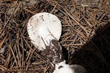Amanita muscaria var. alba image