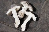 Amanita muscaria var. alba image