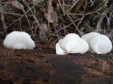 Crepidotus malachius image