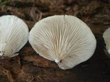 Crepidotus malachius image