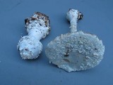 Amanita cokeri image