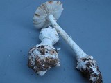 Amanita cokeri image