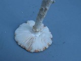 Amanita cokeri image