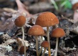 Marasmius cohaerens image