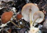 Marasmius cohaerens image